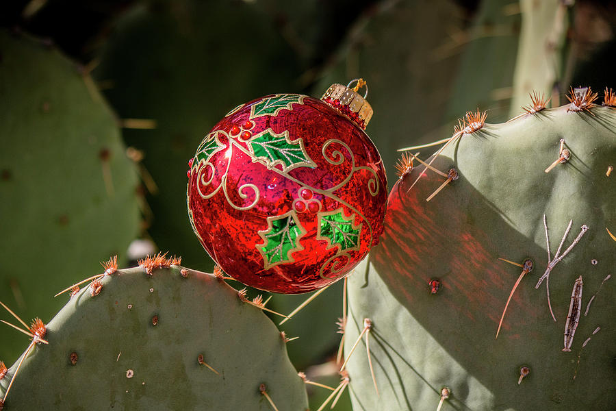 Christmas Cactus Photograph by Teresa Wilson