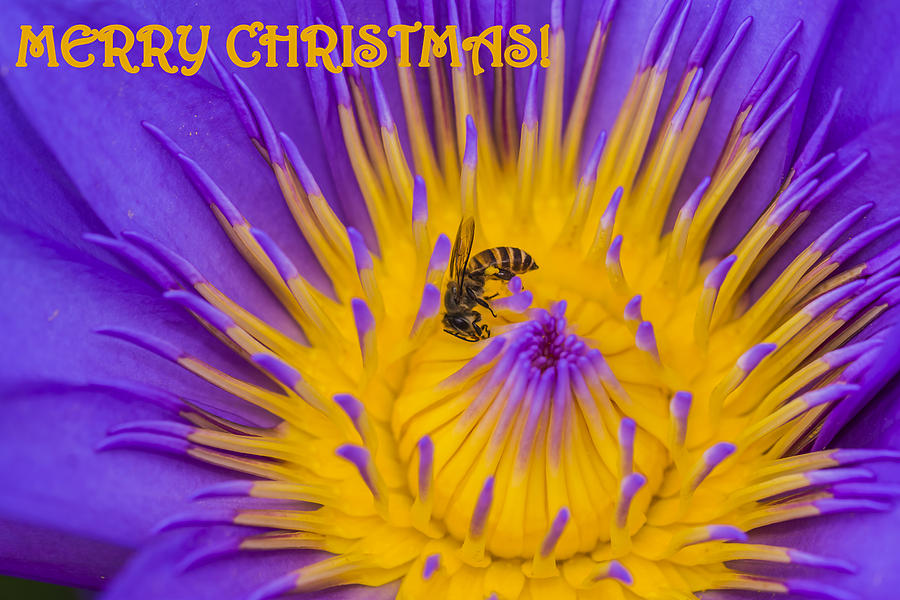 Space Photograph - Christmas card 2 by Jijo George