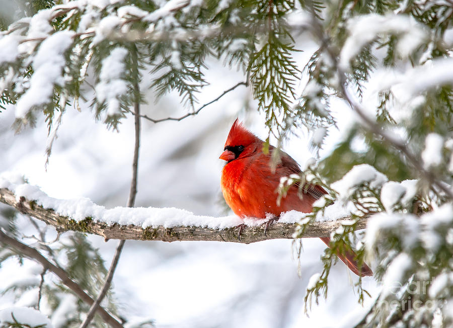 Christmas Card Cardinal Photograph by Cheryl Baxter