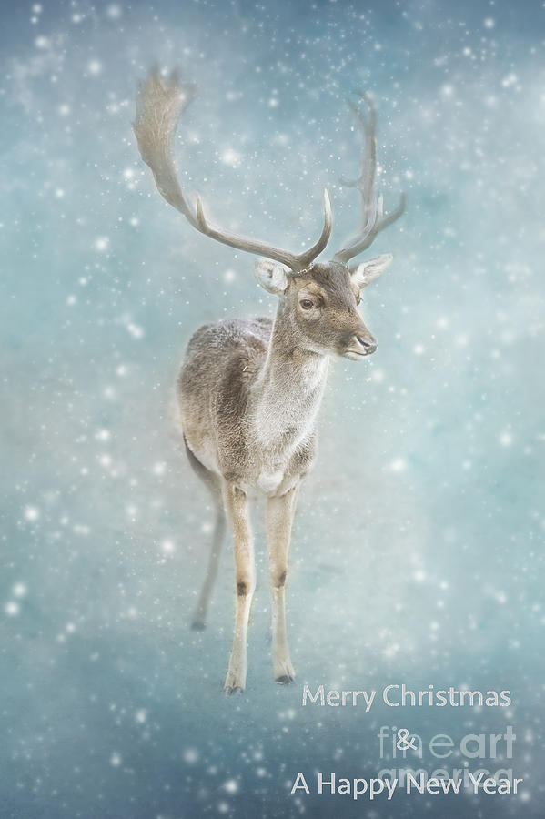 Christmas Photograph - Christmas Card Deer by LHJB Photography