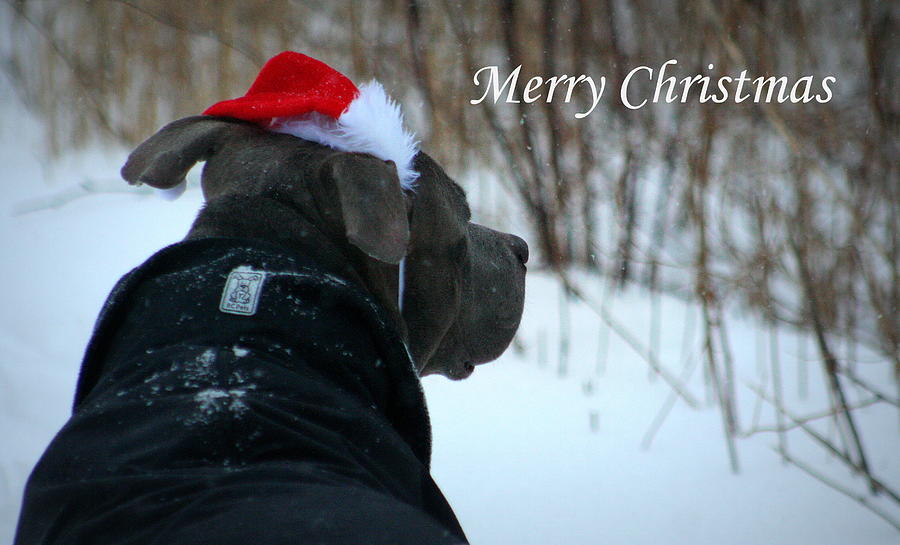 Christmas Card Pit Bull  Photograph by Sue Long