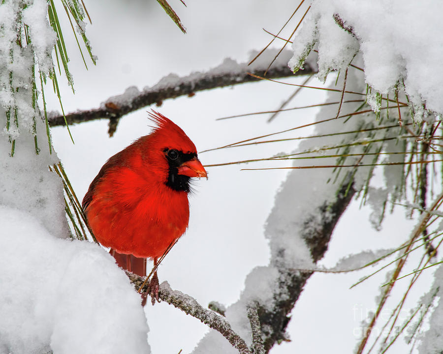Christmas Cardinal Photograph by Barbara Bowen