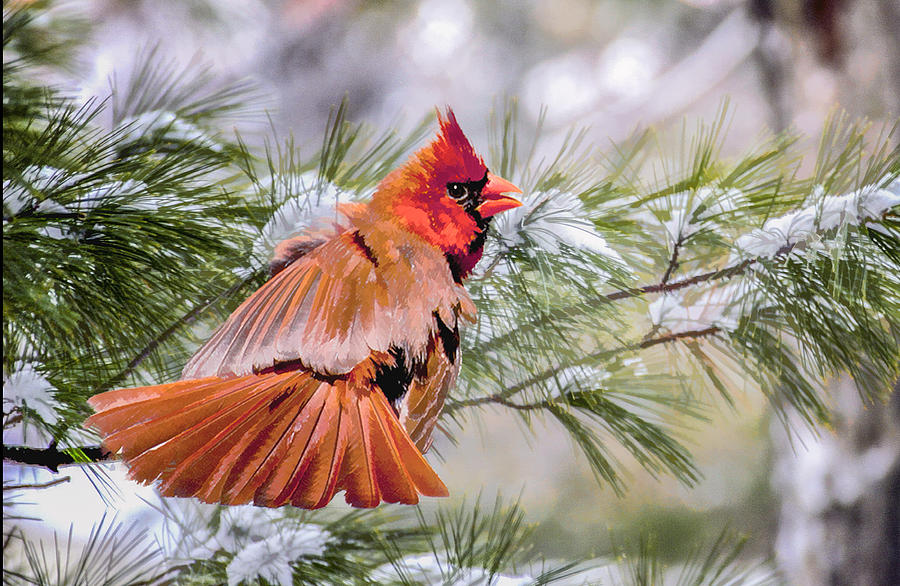 Christmas Cardinal Photograph by Brian Tarr