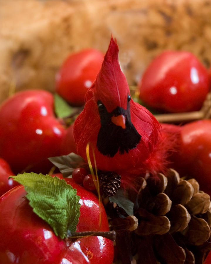 Christmas Cardinal Photograph by Ginger Wakem