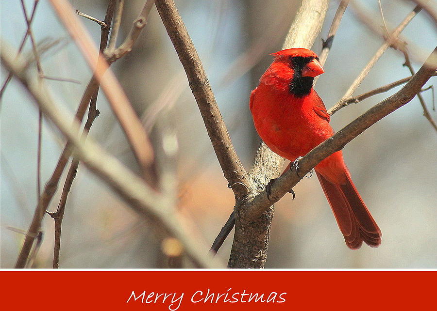 Christmas Photograph - Christmas Cardinal Greeting by Rosanne Jordan