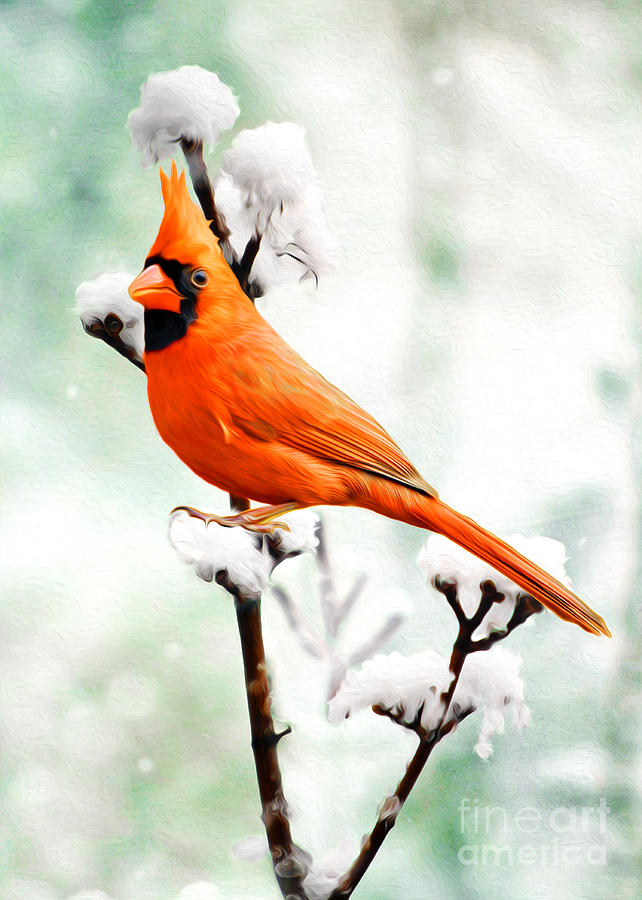 Wildlife Photograph - Christmas Cardinal by Laura D Young