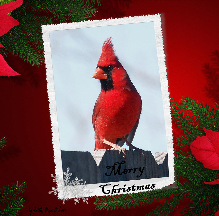 Christmas Cardinal Photograph by Leticia Latocki