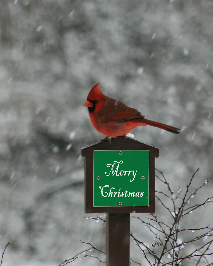 Christmas Cardinal Male Photograph by George Jones