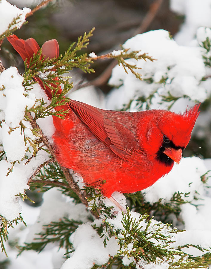 Christmas Cardinal Photograph by Ron  McGinnis
