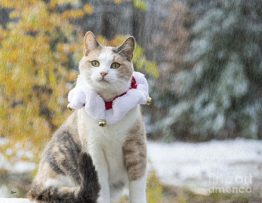 Christmas Cat Photograph by Alana Ranney