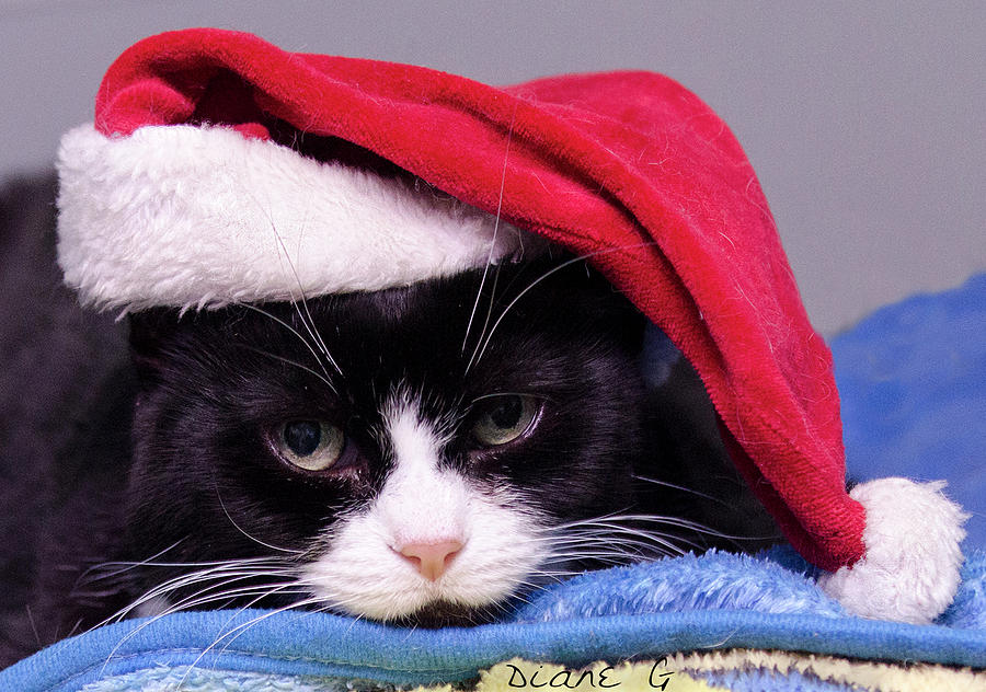 Cat Photograph - Christmas Cat by Diane Giurco