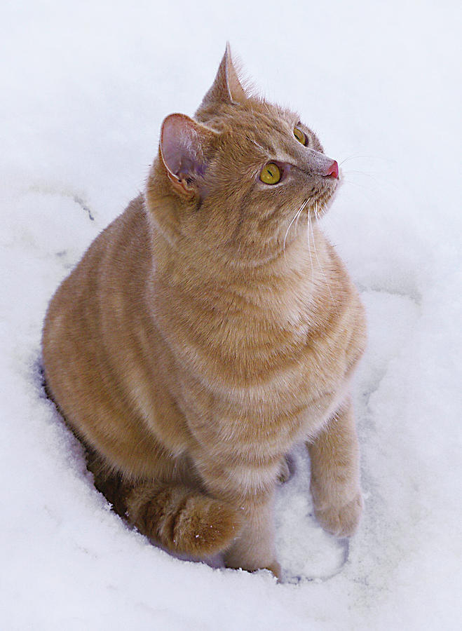 Winter Photograph - Christmas Cat by Jacqi Elmslie