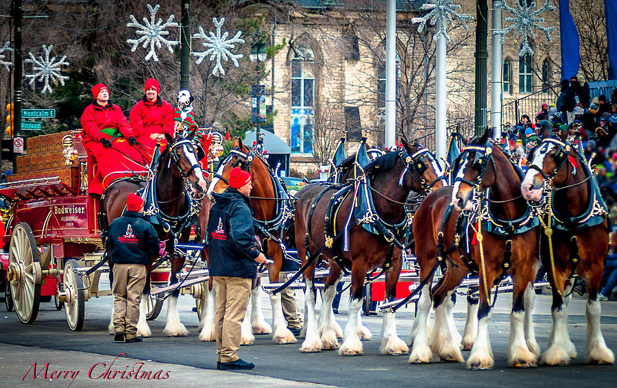 Christmas Clydesdales Photograph by Optical Playground By MP Ray Fine