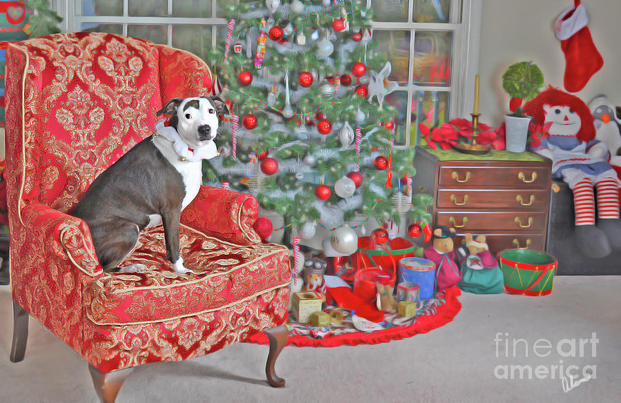 Christmas Day Photograph by Alana Ranney