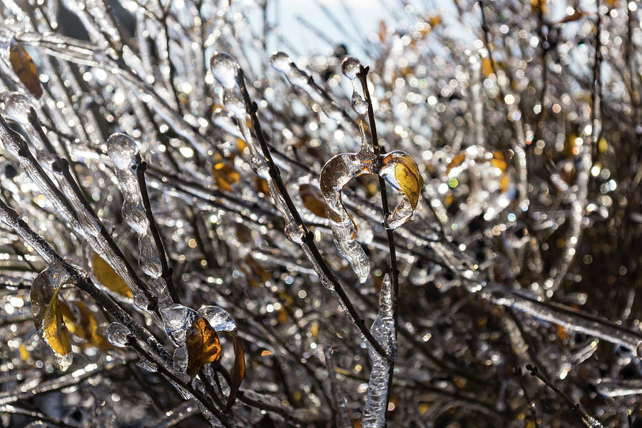 Christmas Decorations by Mother Nature - Frozen Golden Leaves and Brilliant Bokeh Photograph by Georgia Mizuleva
