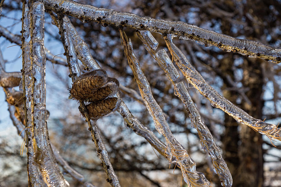 Christmas Decorations by Mother Nature - Three Pine Cones Encapsulated in Ice Photograph by Georgia Mizuleva