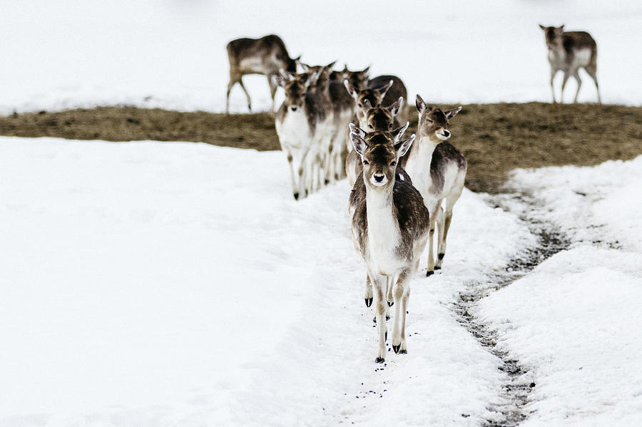 Winter Photograph - Christmas Deer In A Row by Aldona Pivoriene