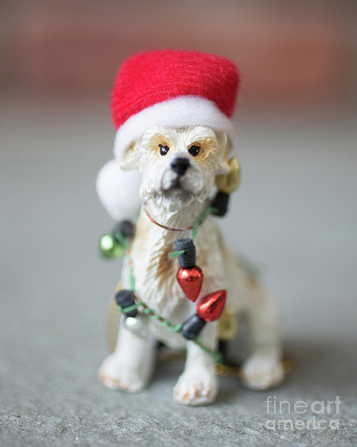 Christmas Photograph - Christmas Dog Card by Edward Fielding