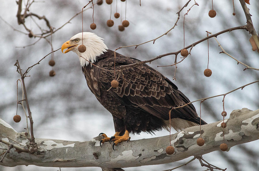 Eagle Photograph - Christmas Eagle by Rodney Ervin