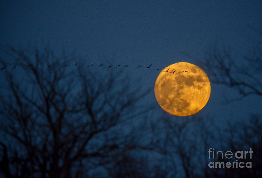 Christmas Eve Geese in Moon Rise flight Photograph by Cheryl Baxter