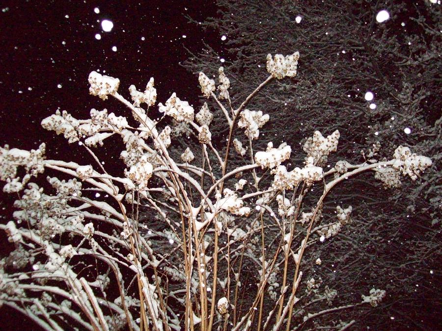 Christmas Evening Snow Photograph by Robin Coaker