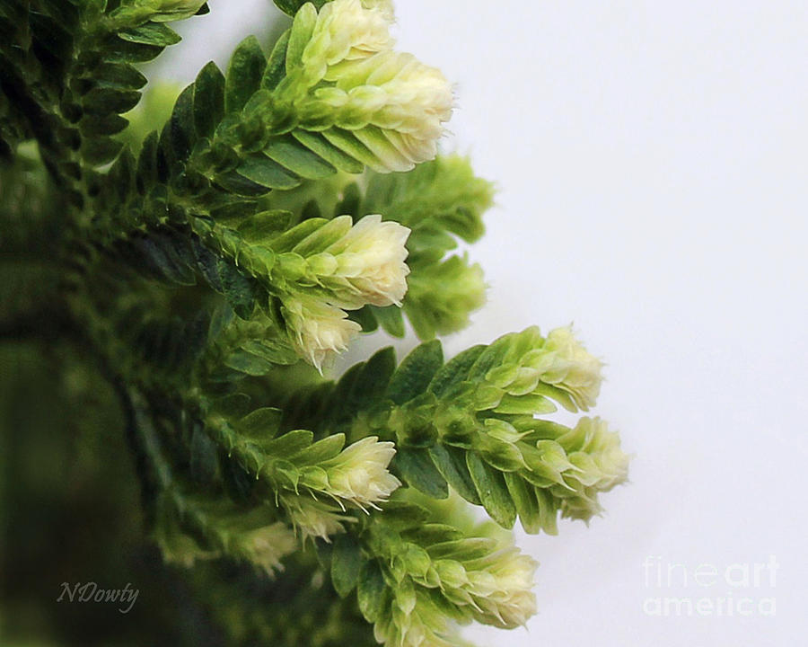 Christmas Fern Photograph by Natalie Dowty