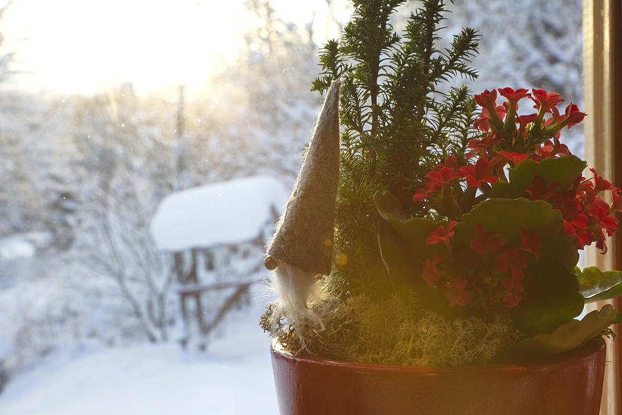 Christmas flower arrangement in a window Photograph by Ulrich Kunst And Bettina Scheidulin