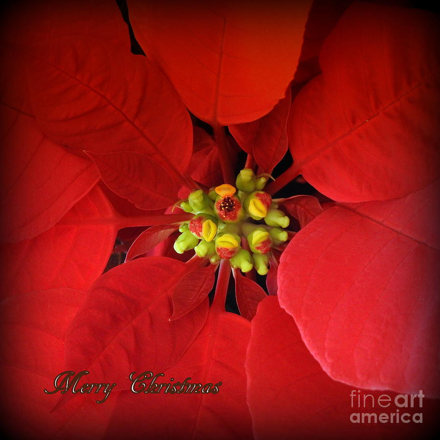 Christmas Flower Holiday Greeting Card Photograph by Ella Kaye Dickey