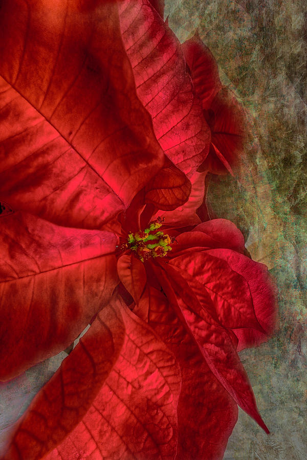 Christmas Photograph - Christmas Flower by Judy Hall-Folde