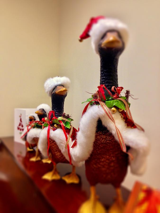Christmas Geese on Parade Photograph by Lisa Pearlman