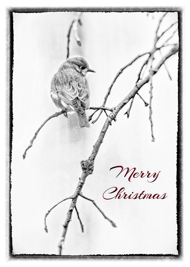 Christmas Greeting Bluebird In Black And White Photograph