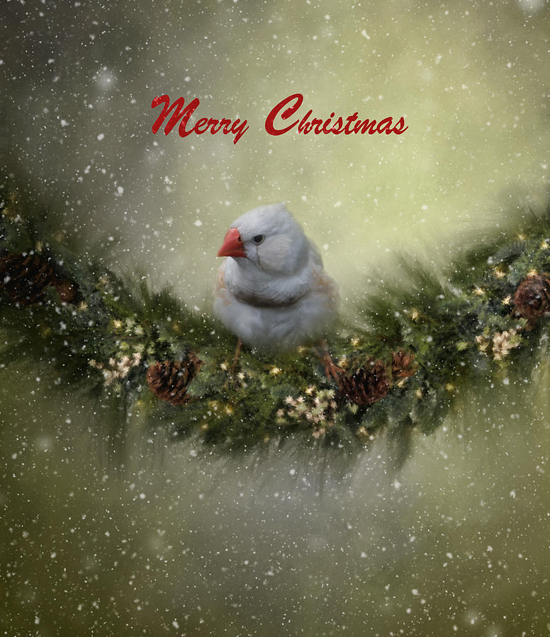 Bird Photograph - Christmas Greetings by Kim Hojnacki