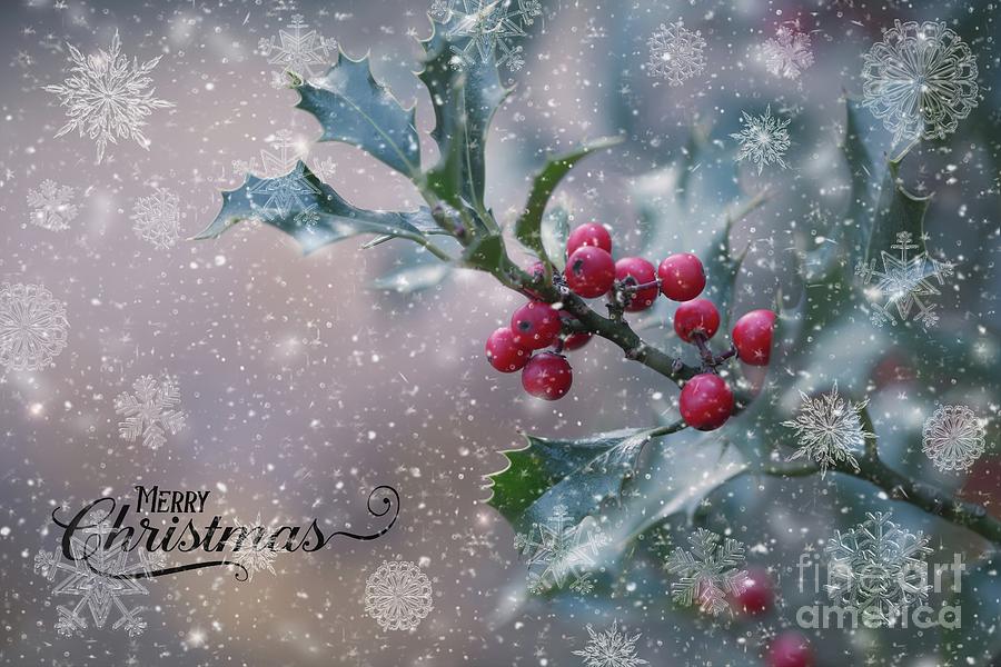 Christmas Holly Photograph by Eva Lechner