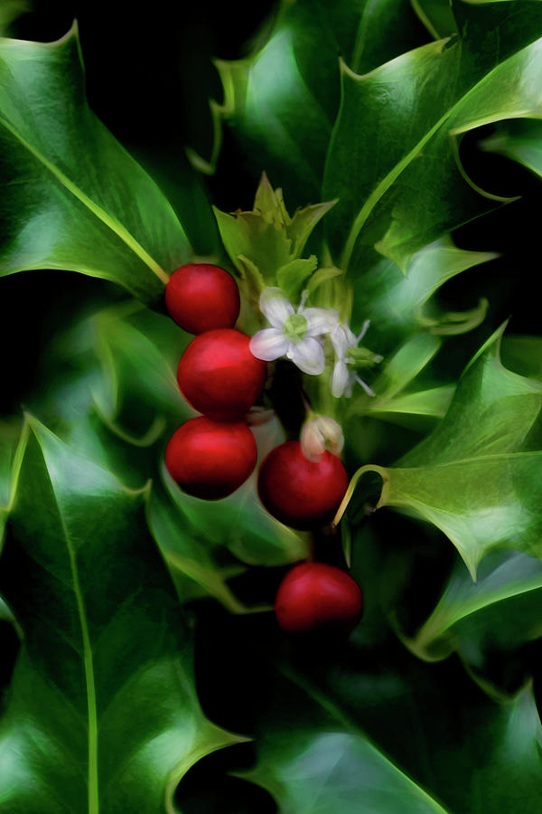 Christmas Holly Photograph by Wes and Dotty Weber
