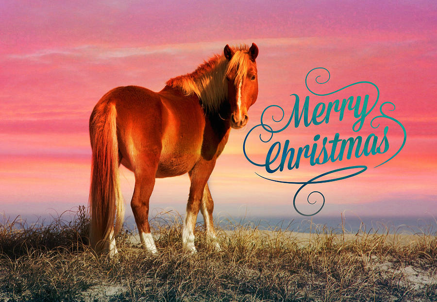 Christmas Horse Sunset Photograph by Alice Gipson