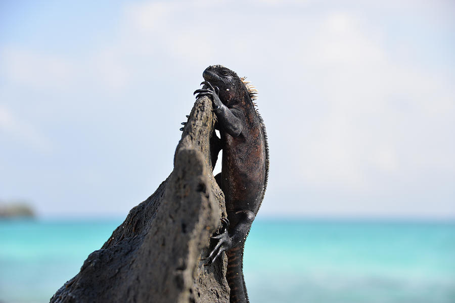 Christmas iguana Photograph by Diego Paredes - Pixels