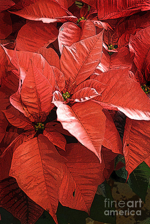 California Images Photograph - Christmas in July by Norman Andrus