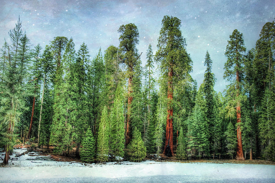 Christmas in the Sequoias Photograph by Joan Baker