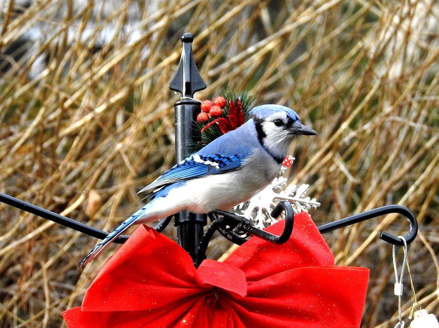 Christmas Jay Photograph by Betty-Anne McDonald