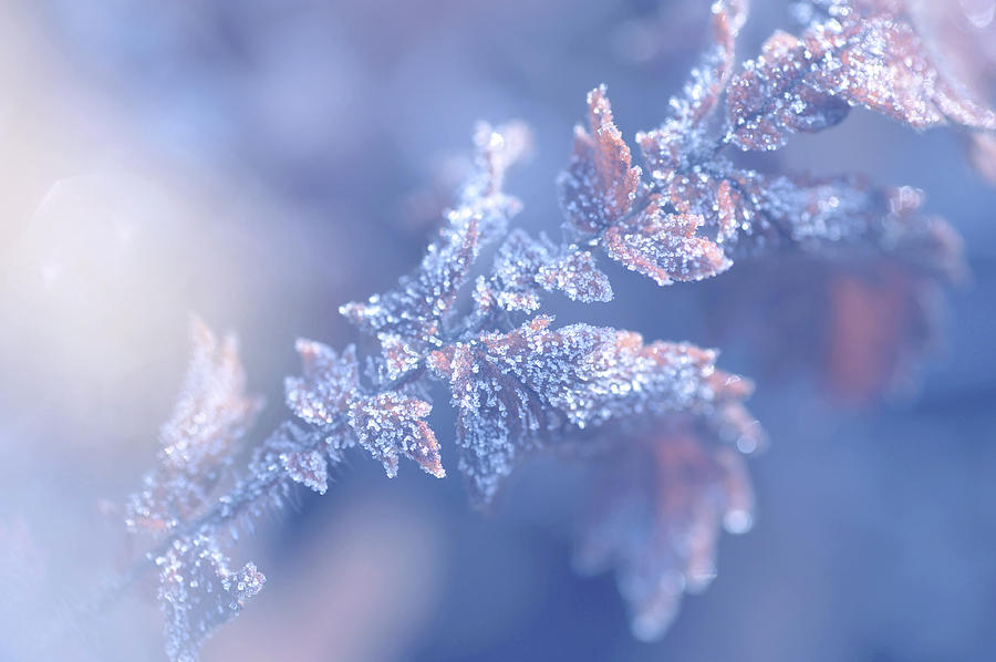 Christmas Joy, Frozen Leaf. Natural Wonder Photograph by Jenny Rainbow