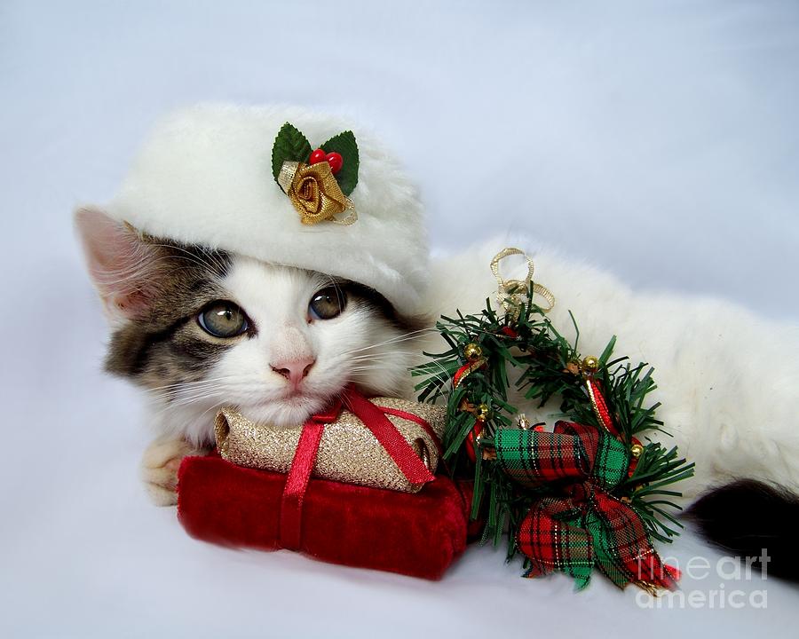 Christmas Kitten Photograph by Jai Johnson