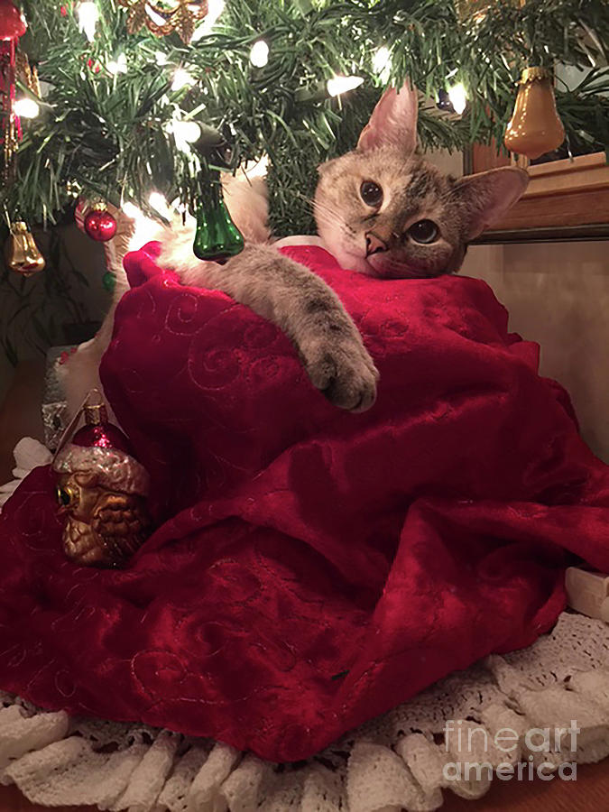 Christmas Kitty Photograph by Skip Willits