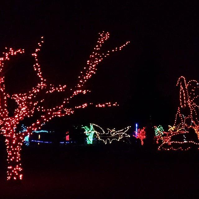 Christmas Lights Detroit Zoo 2014 Photograph by Shay Miller