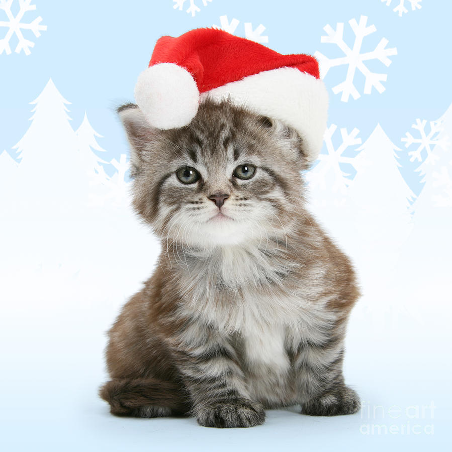 Cat Photograph - Christmas Maine Coon kitten by Warren Photographic