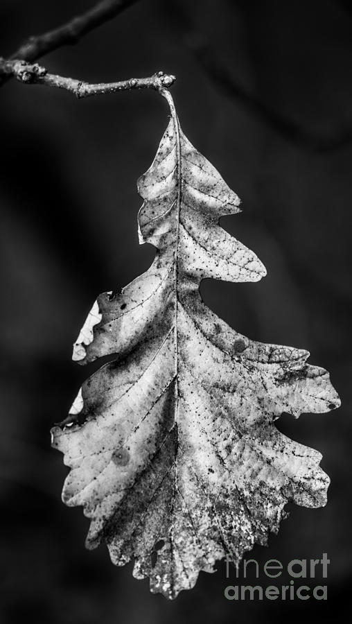 Christmas Oak Black and White Photograph by Michael Arend