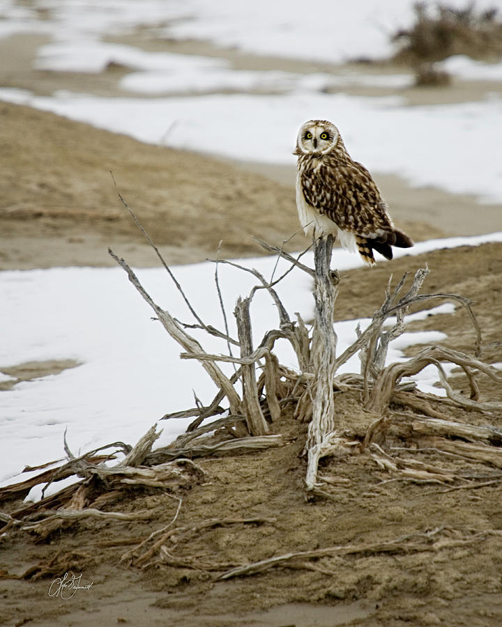 Christmas Owl Photograph by Lori Grimmett