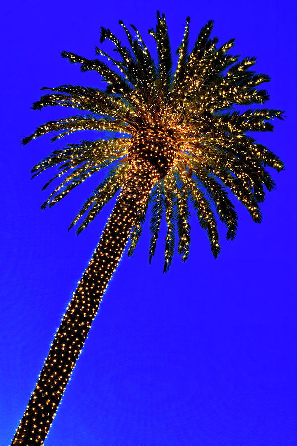 Christmas Palm Tree Photograph by Garry Gay