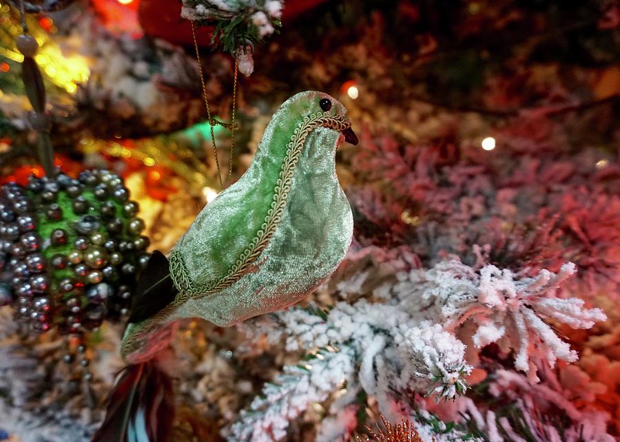 Christmas Photograph - Christmas Partridge by Norma Brock