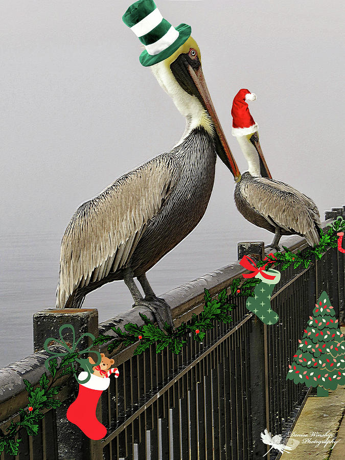 Christmas Pelicans Photograph by Denise Winship