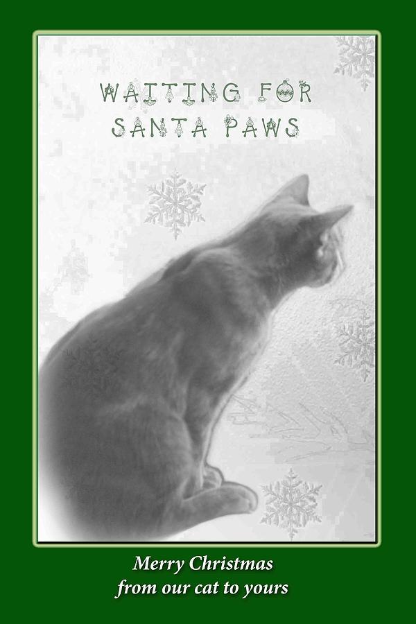 Christmas Photograph - Christmas Pet Greeting Card - Waiting For Santa Paws by Carol Senske